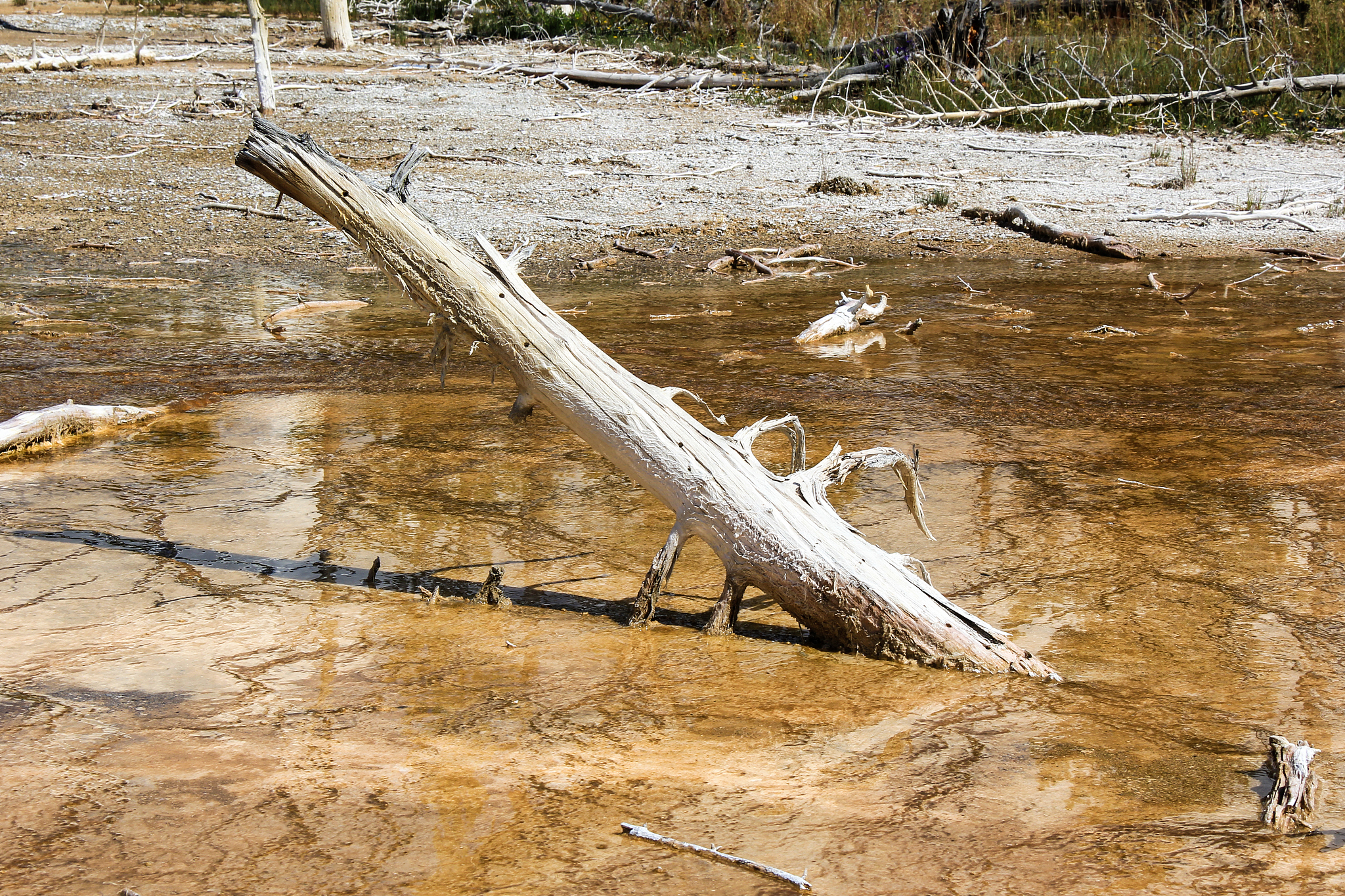植物叶片胡萝卜素含量为何高于根和茎？