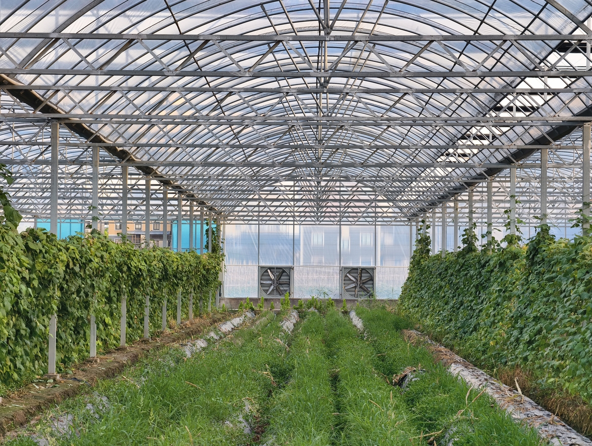 国内外农大棚研究现状及发展趋势 - 2000字深度解析