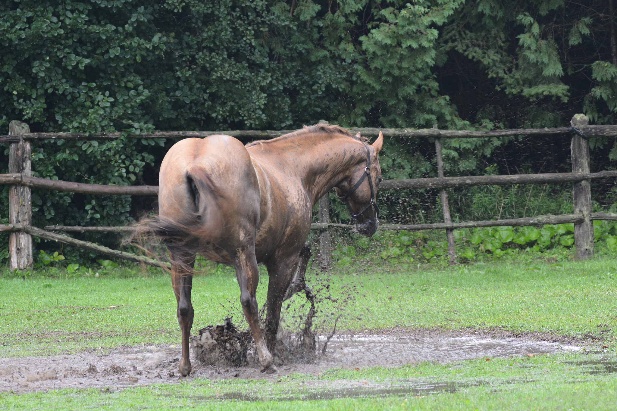 山东畜牧兽医职业学院畜牧兽医马驯养与疾病防治方向现代化专业涉及哪些课程