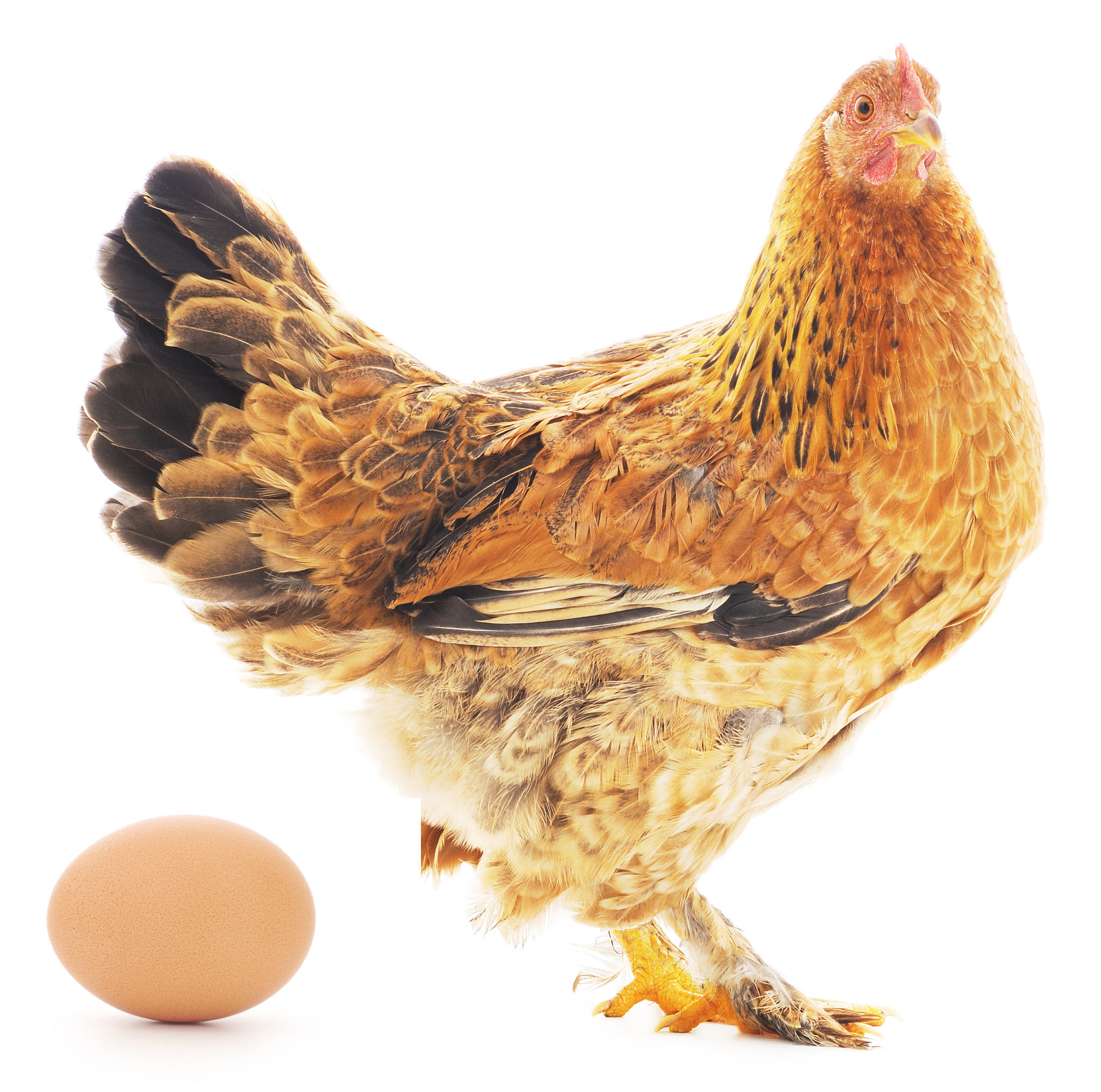 先有鸡还是先有蛋？揭秘古老哲学难题