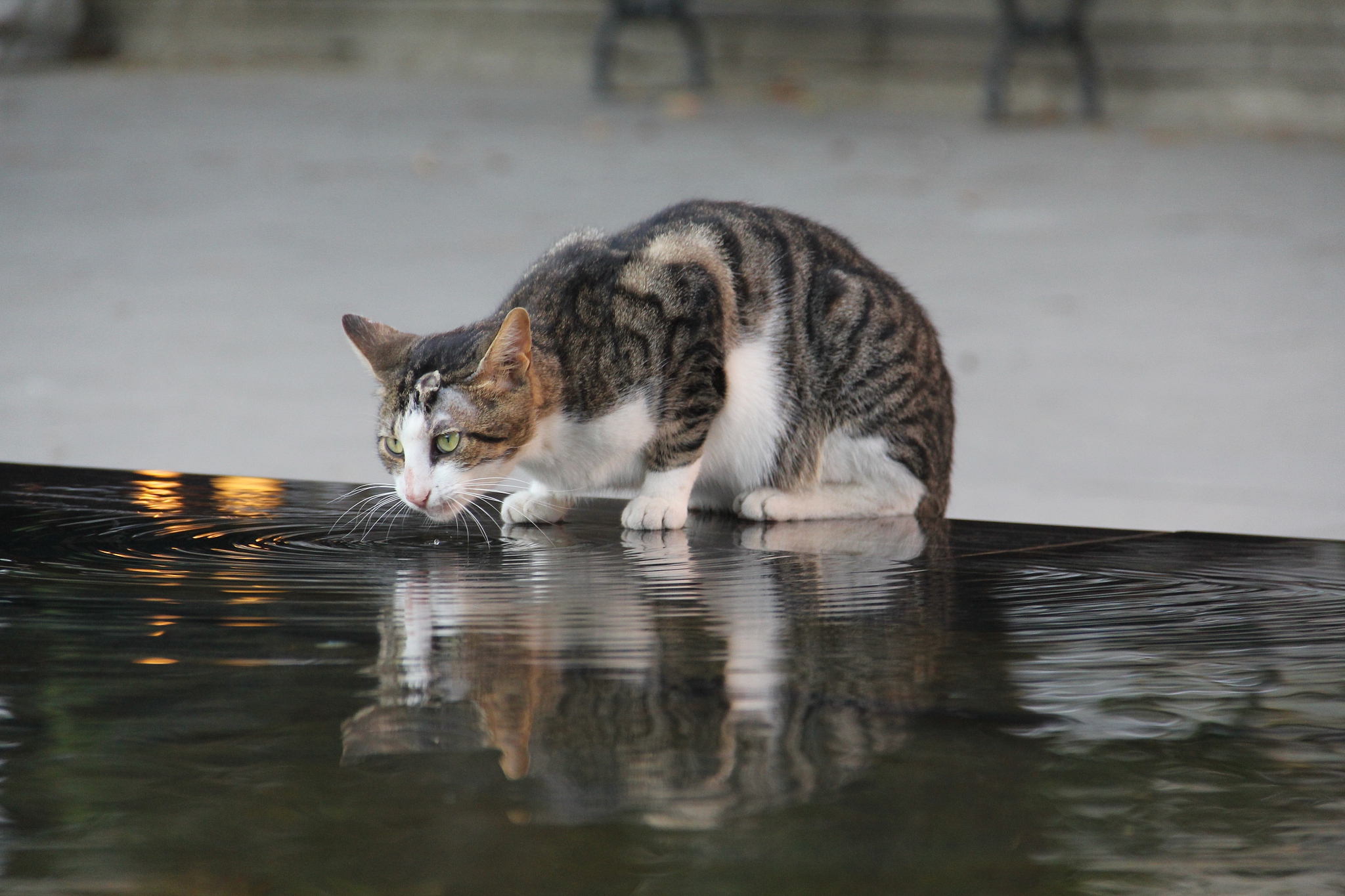 write a poem about cat in 100 temperature water