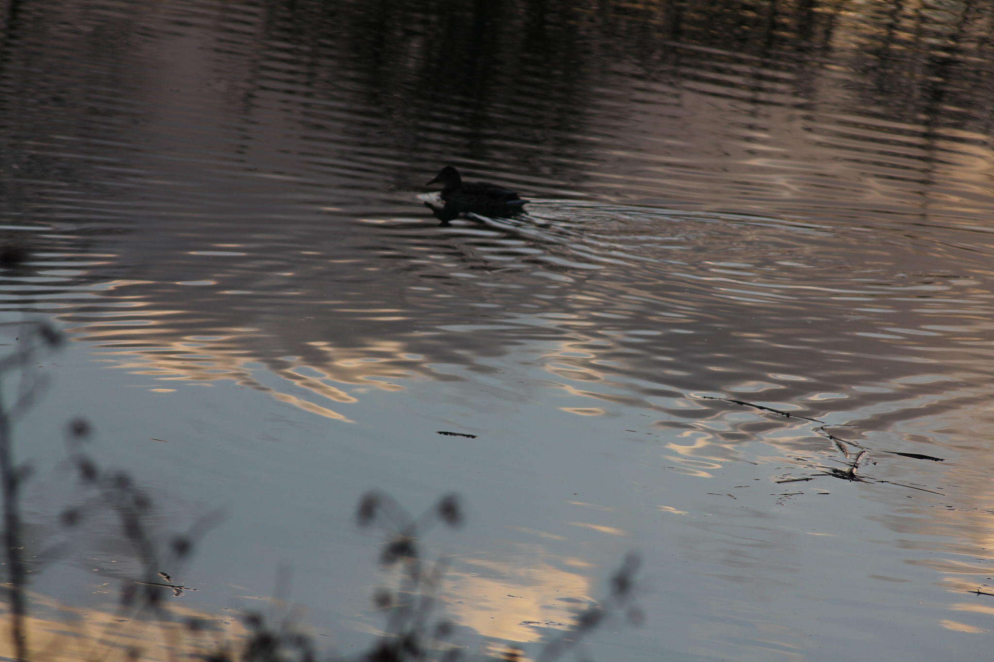 b?ume spiegeln sich im gew?sser
