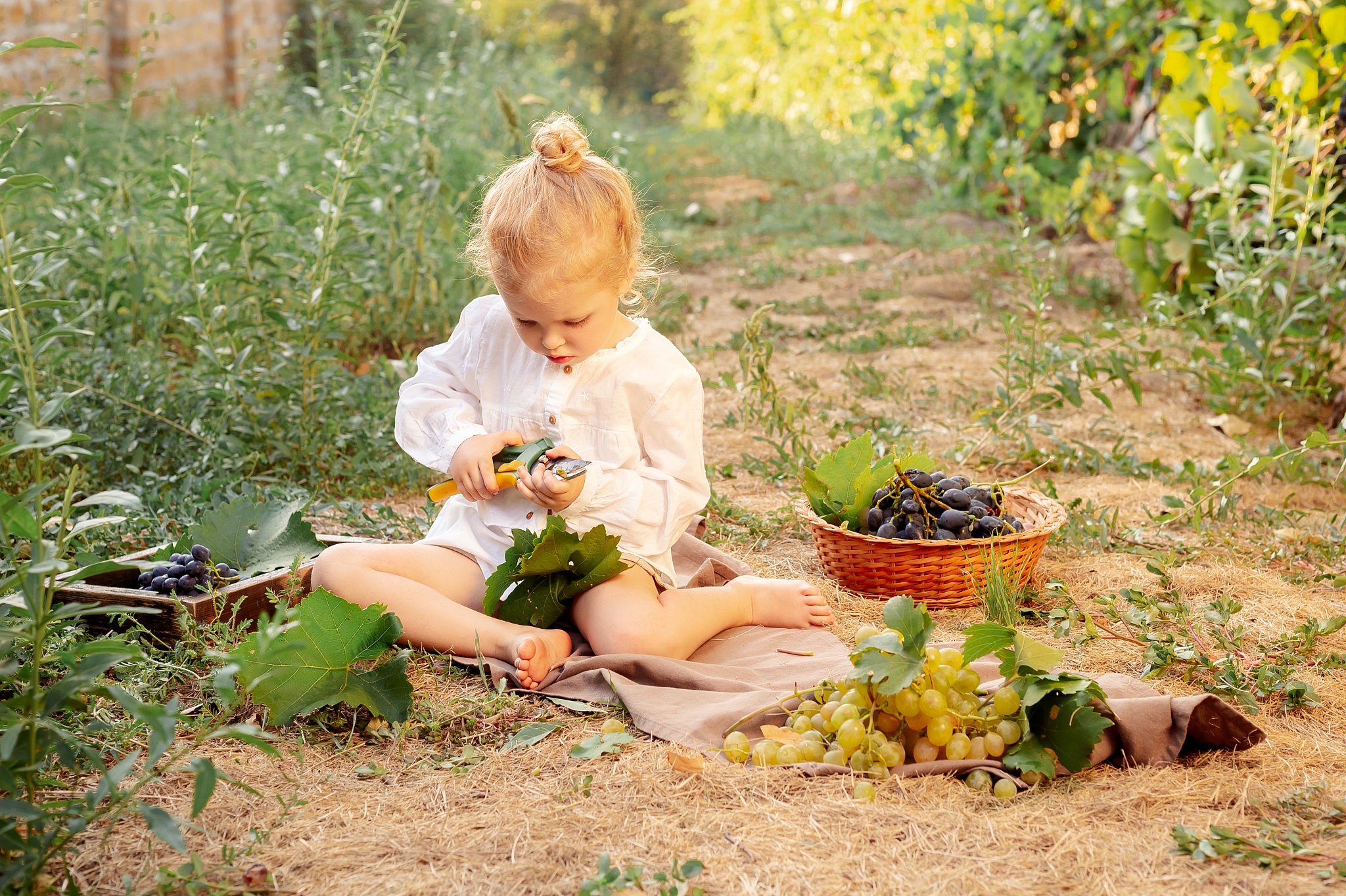 葡萄不能夹烂也不能掉出来的作文