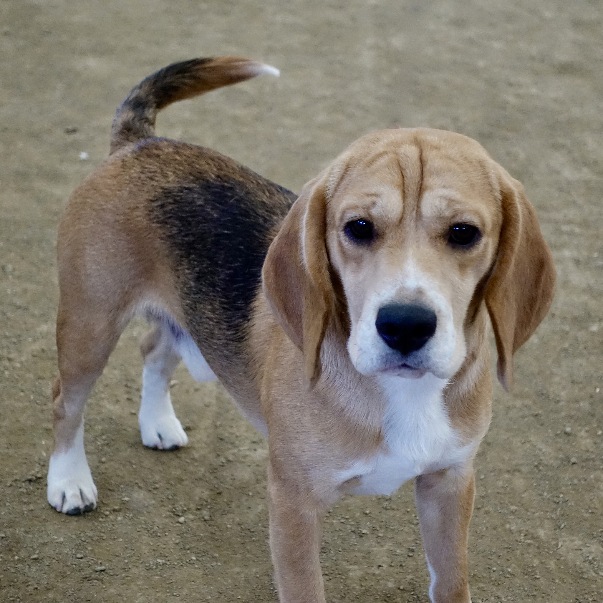 狗狗一直叫的原因分析：警惕、求关注、孤独、疼痛和社交