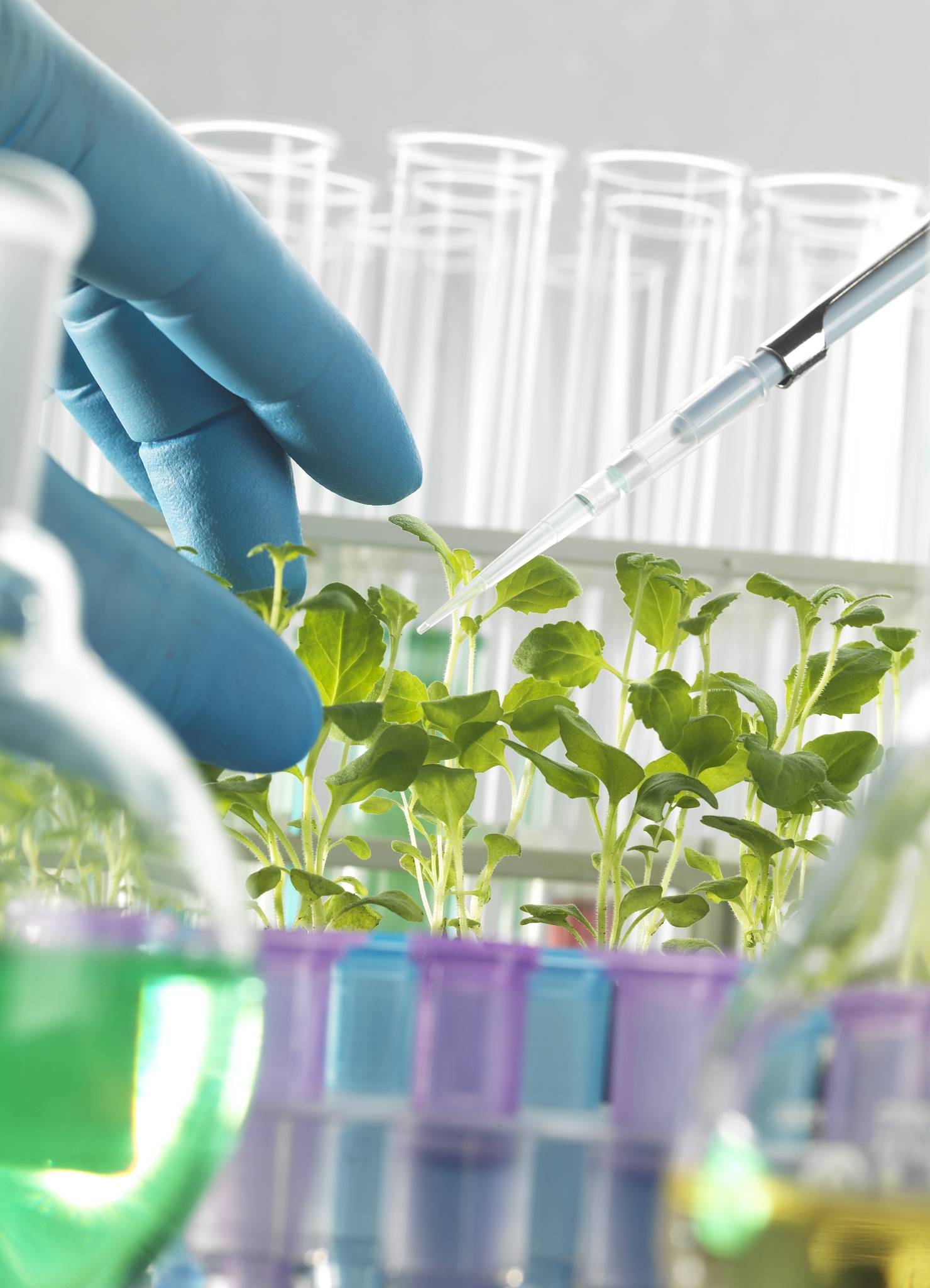 Enhanced Osmoregulation in Salvia miltiorrhiza under Drought Stress: A Role for EBL