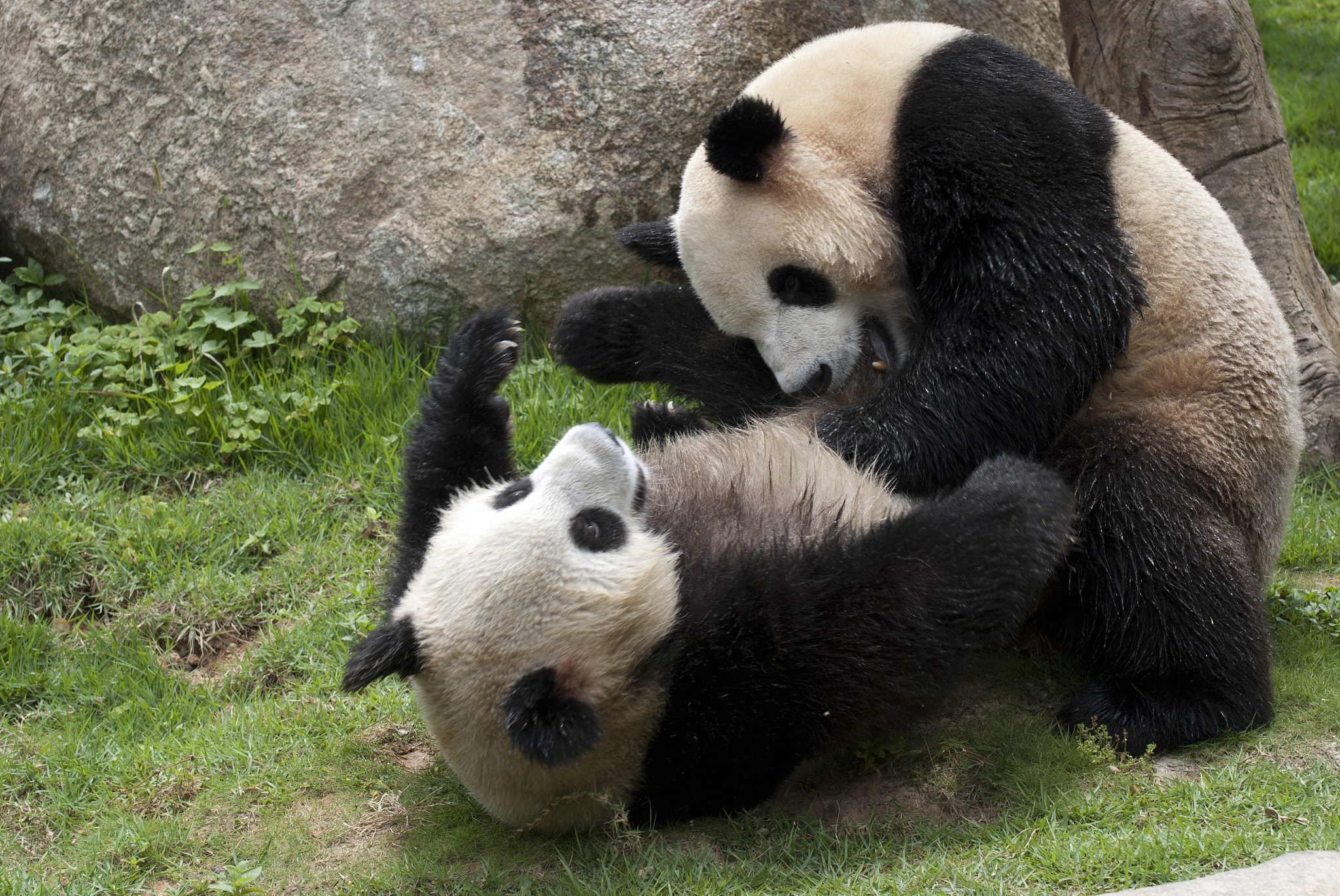 熊猫花花为什么很火