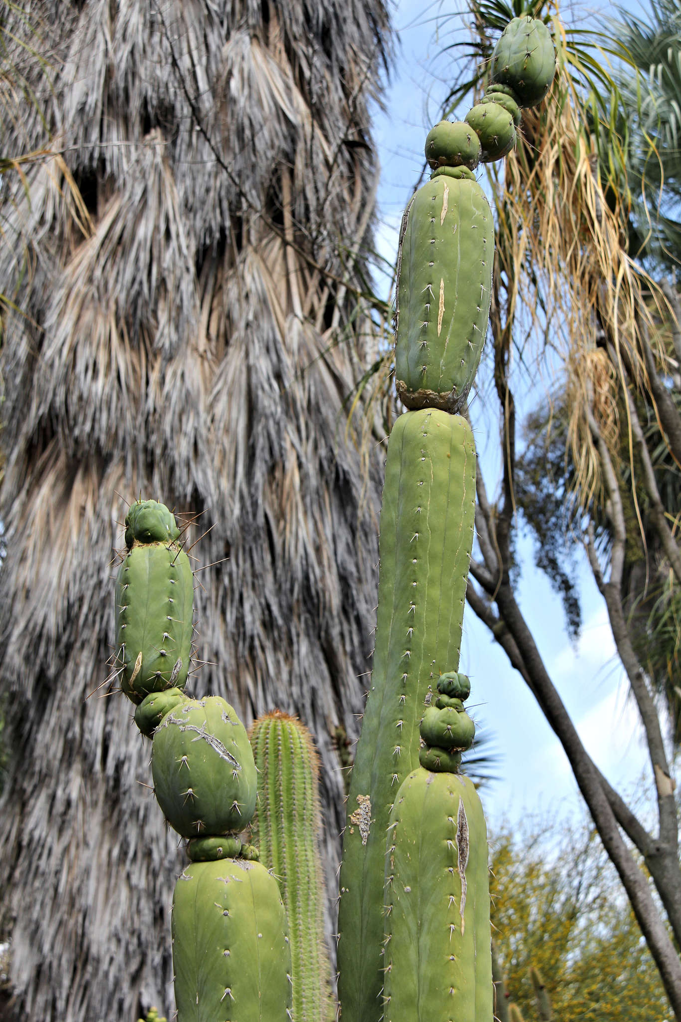 仙人掌：烈日下绽放的坚强