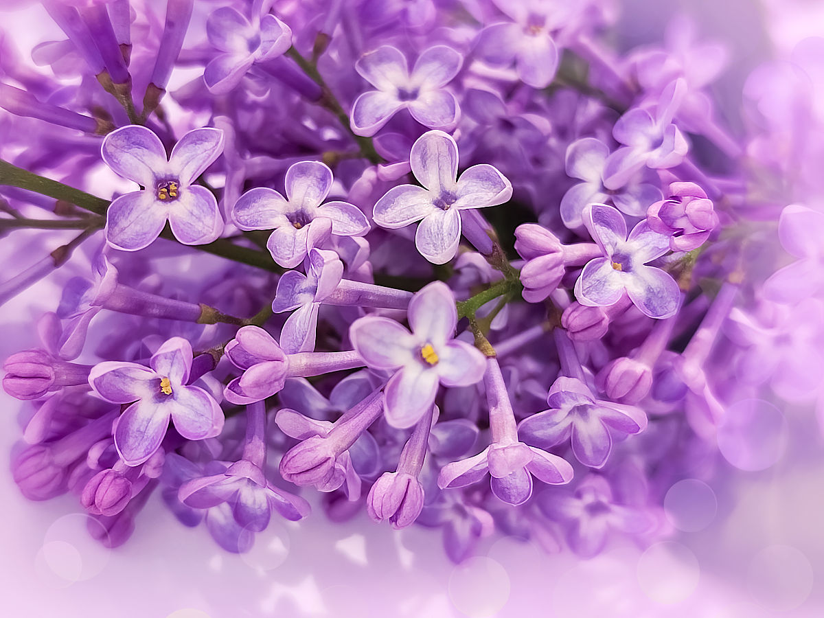 紫丁香为什么是白色的回答及拓展