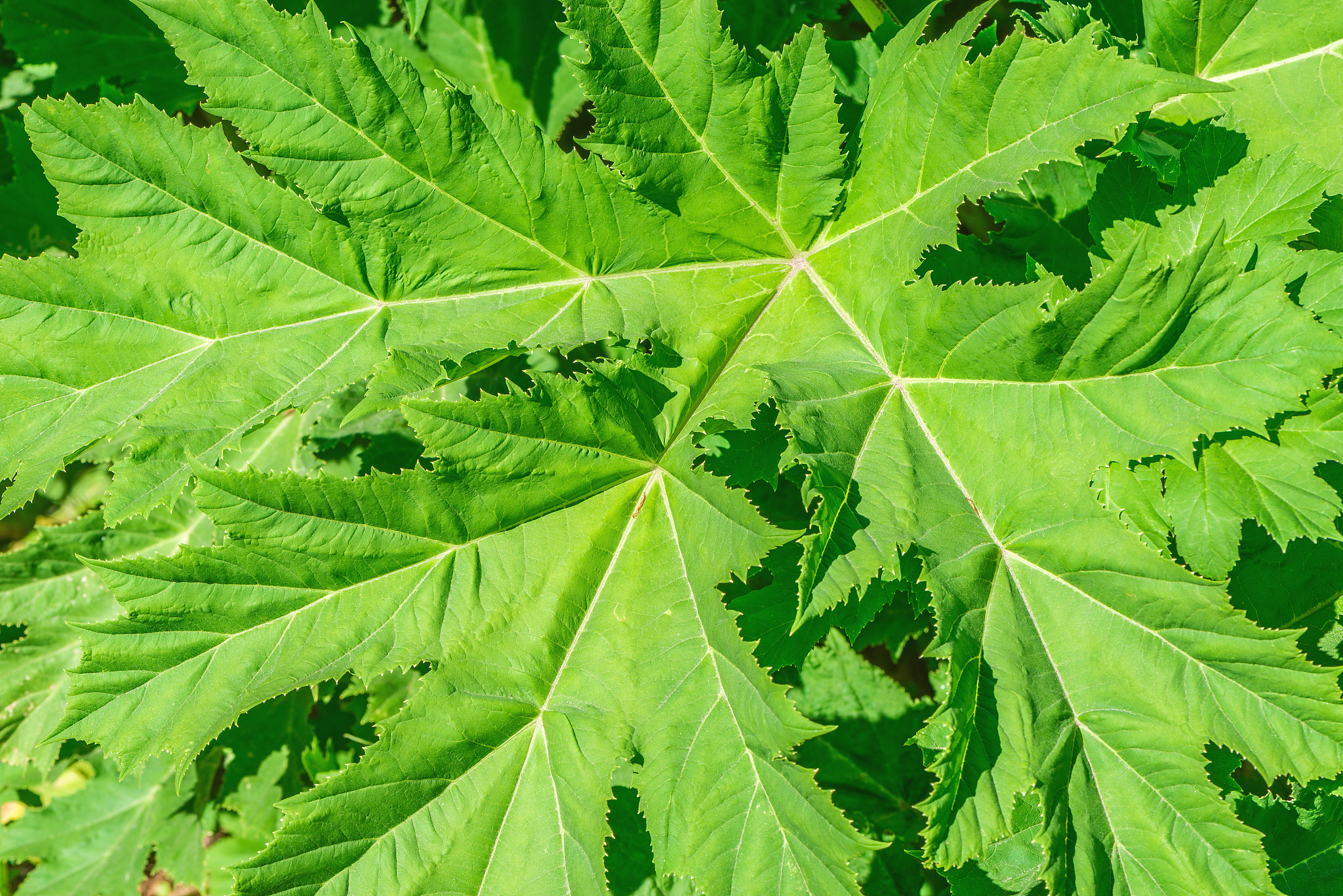 leaf of sosnowsky's hogweed plant.