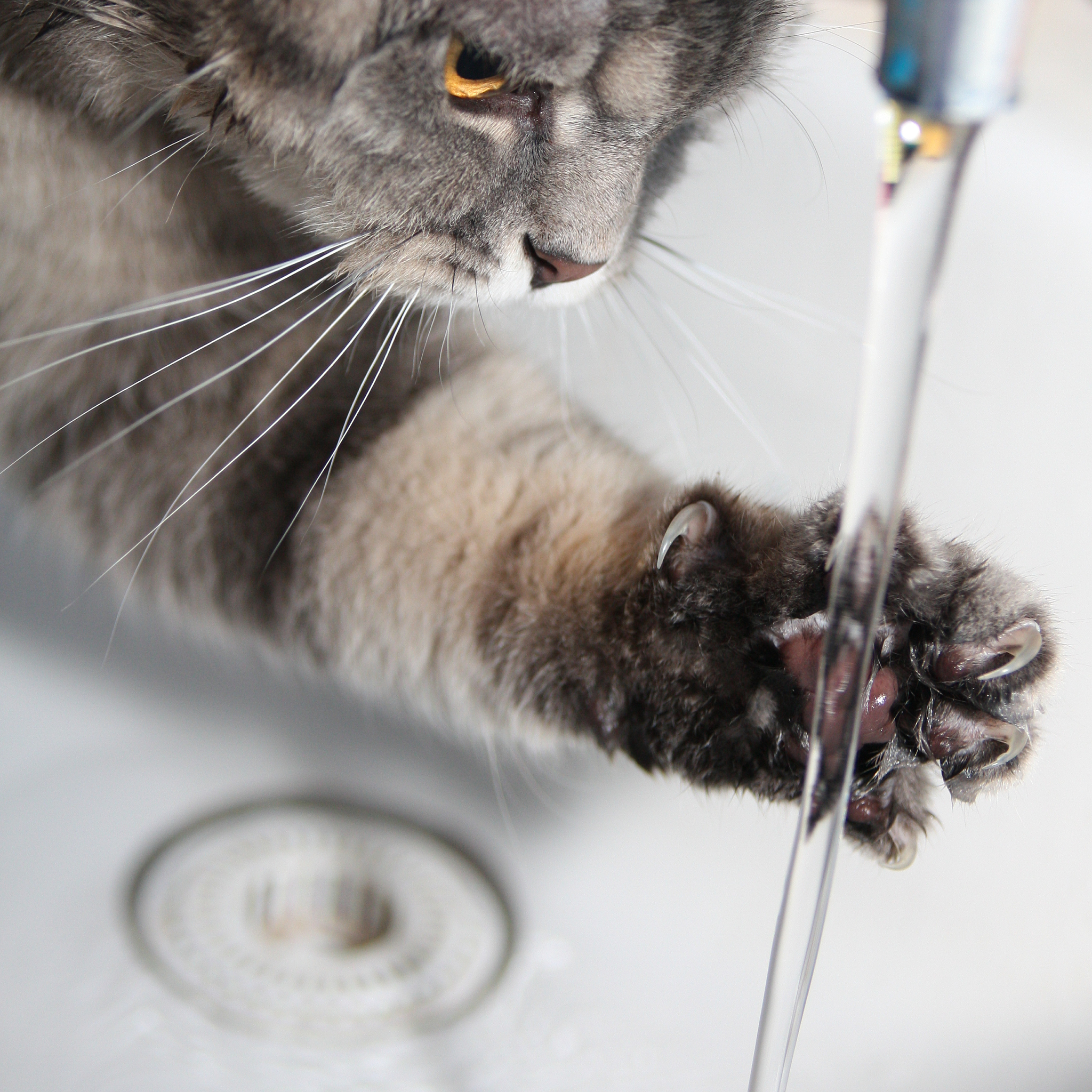 猫为什么能站在水面上？ - 解开猫咪水上漂的秘密