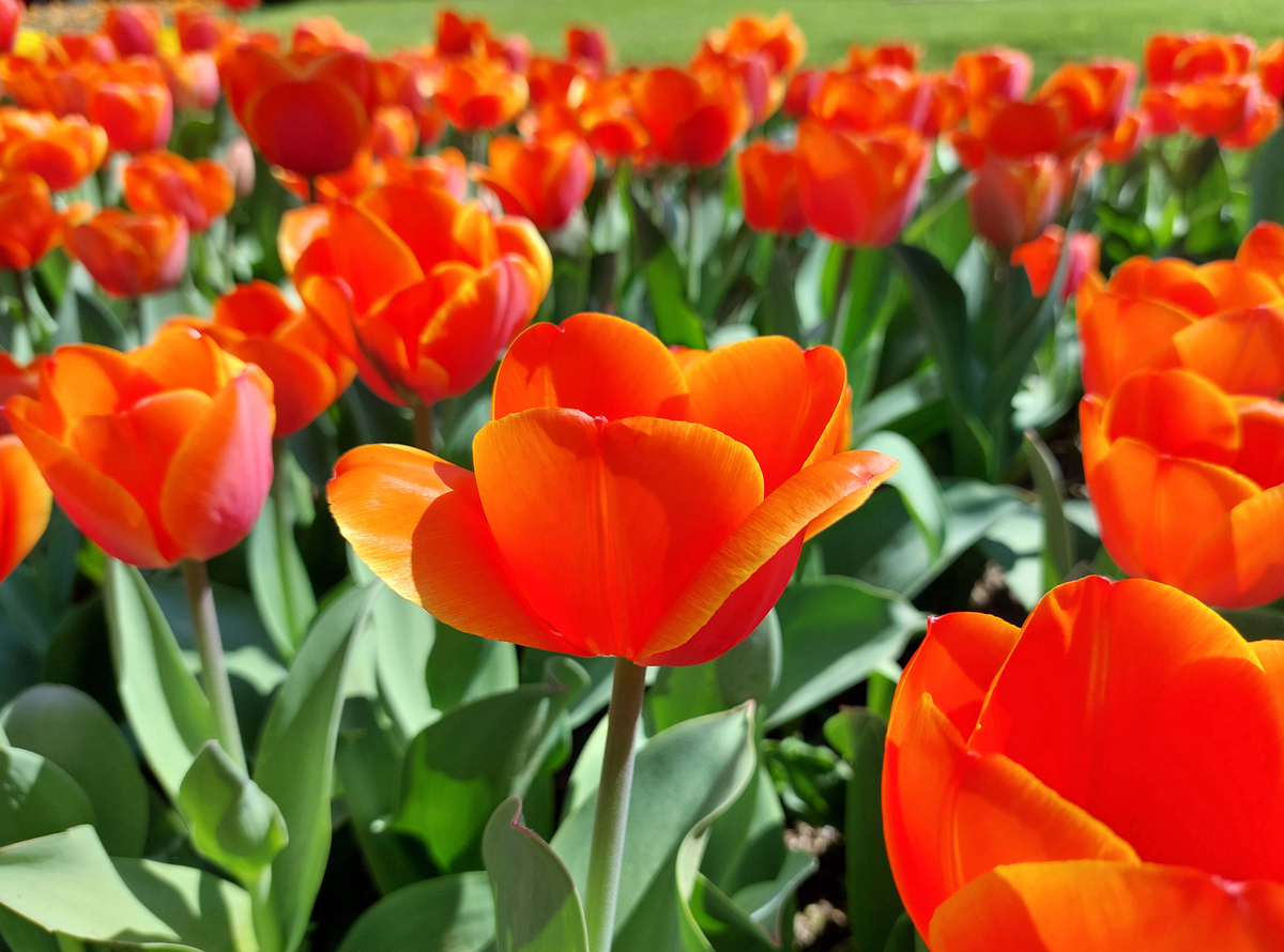 一句话形容郁金香好看