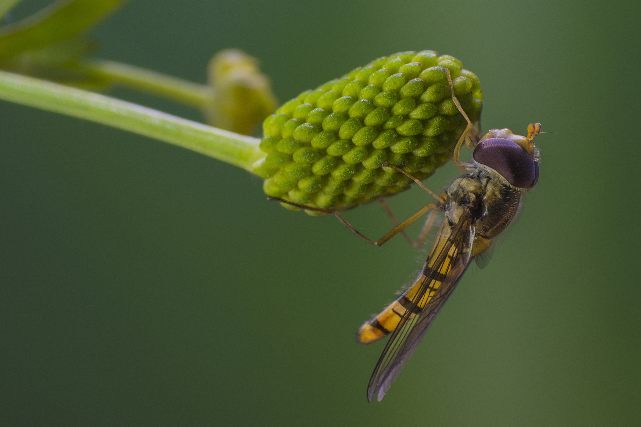 fly