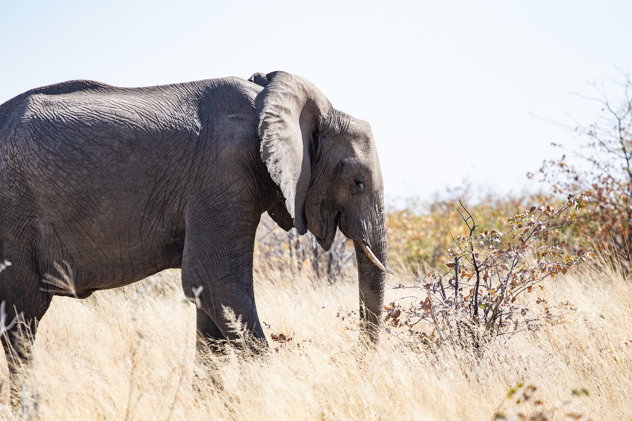 Animal Extinction: A Growing Threat to Biodiversity