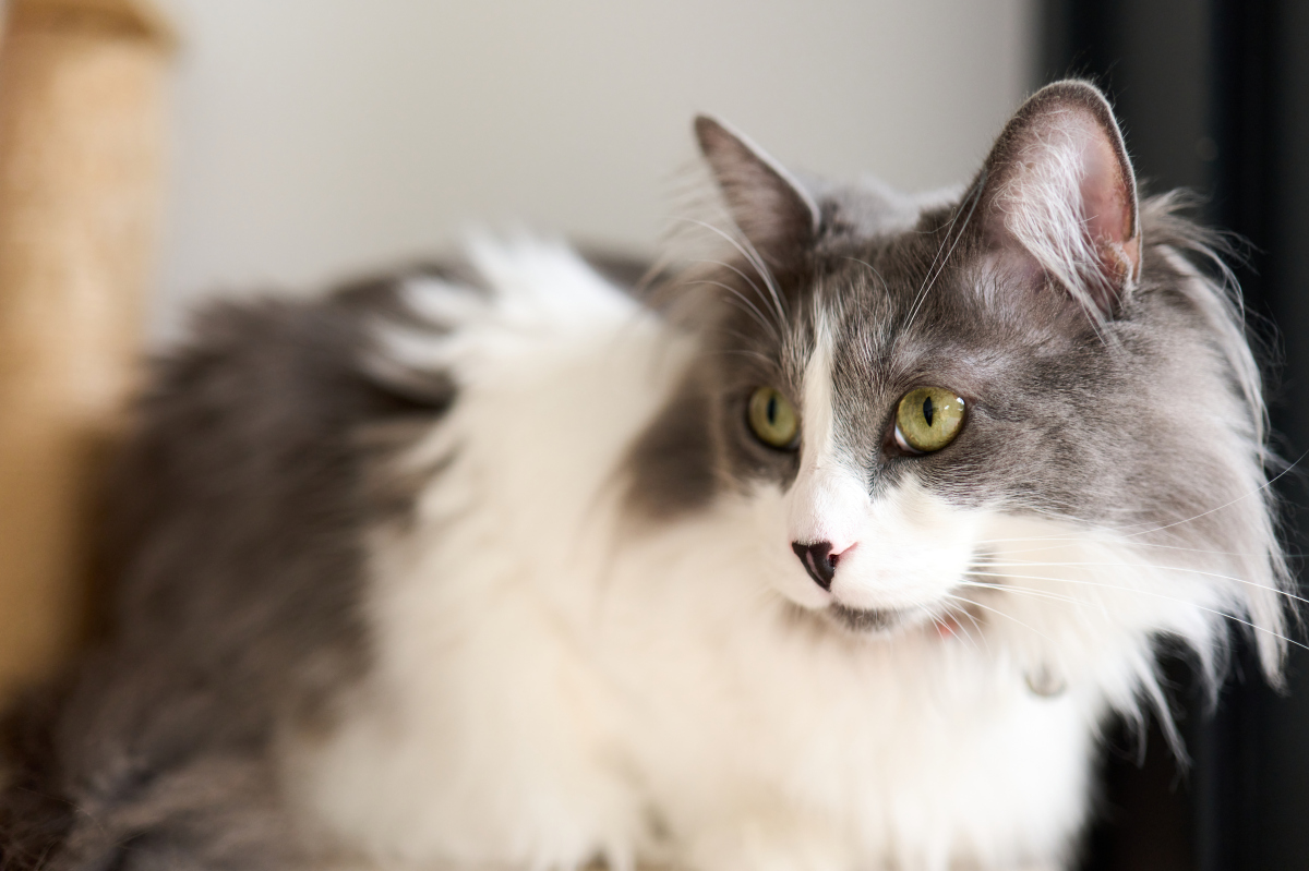 猫咪喜欢出门吗？探索猫咪户外活动的利与弊