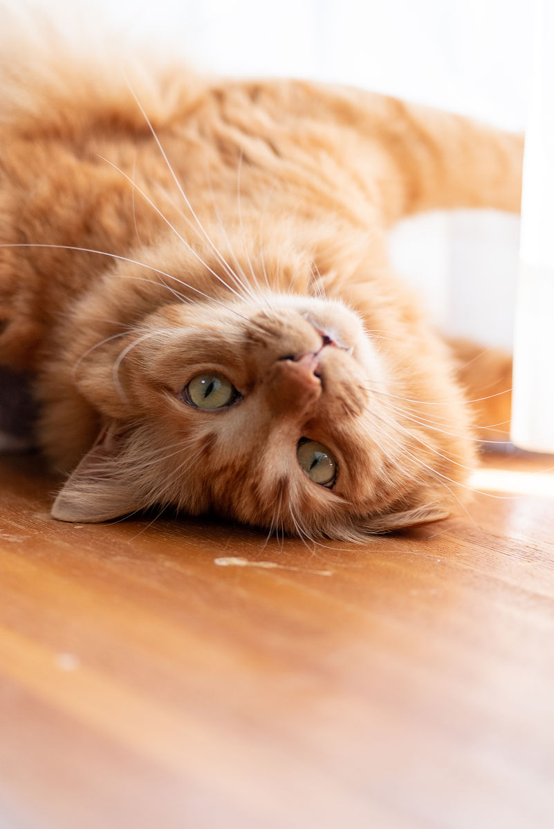 以一名猫主人的身份写一篇1500字在猫咪眼里人类有哪些迷惑行为？的文章