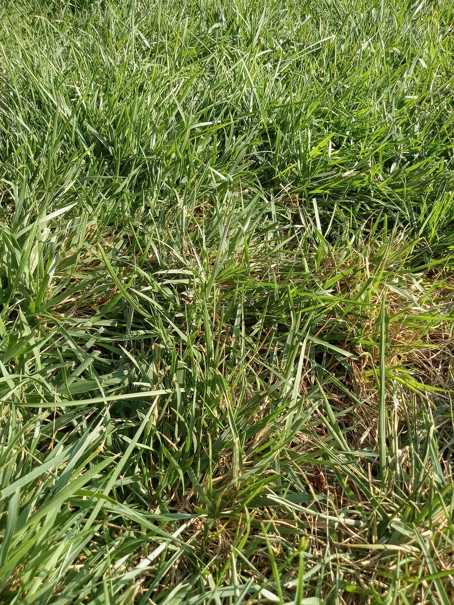 本特草有什么特点