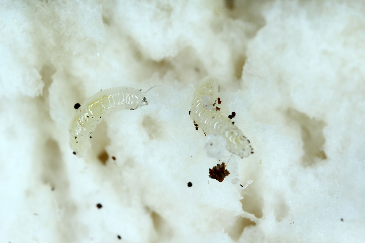 蛆虫死亡后会再生吗？