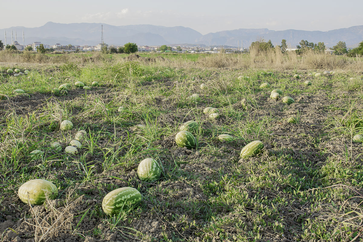 曲靖市农业学校五年制重点特色专业：农村经济管理专业解析