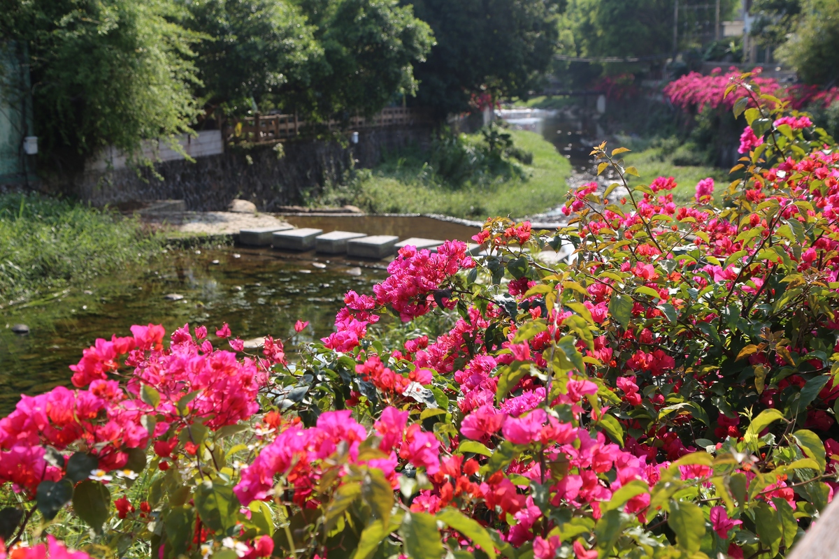 兴安杜鹃与孙犁荷花淀：中国文化与自然景观的交汇点