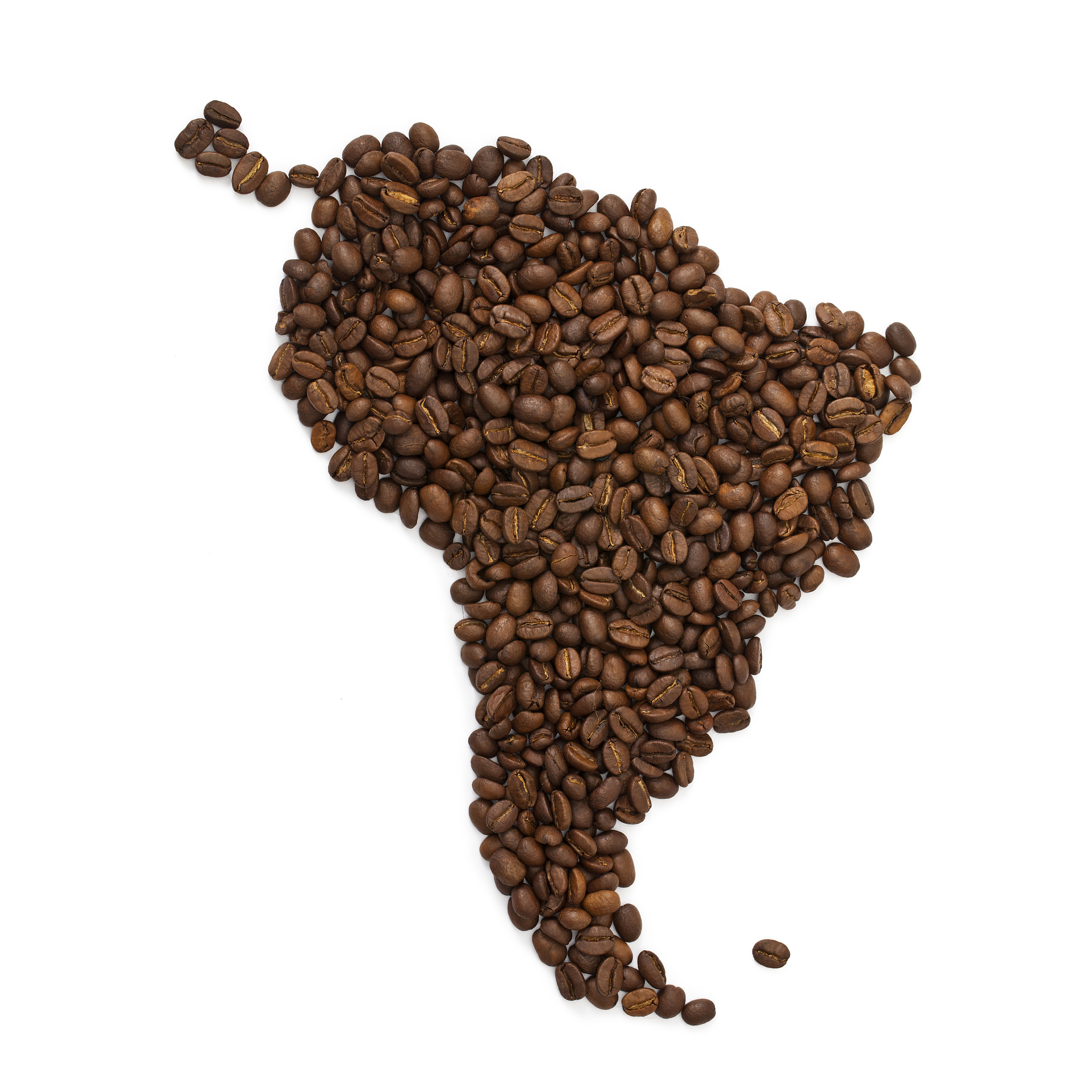 猫屎咖啡制作原理