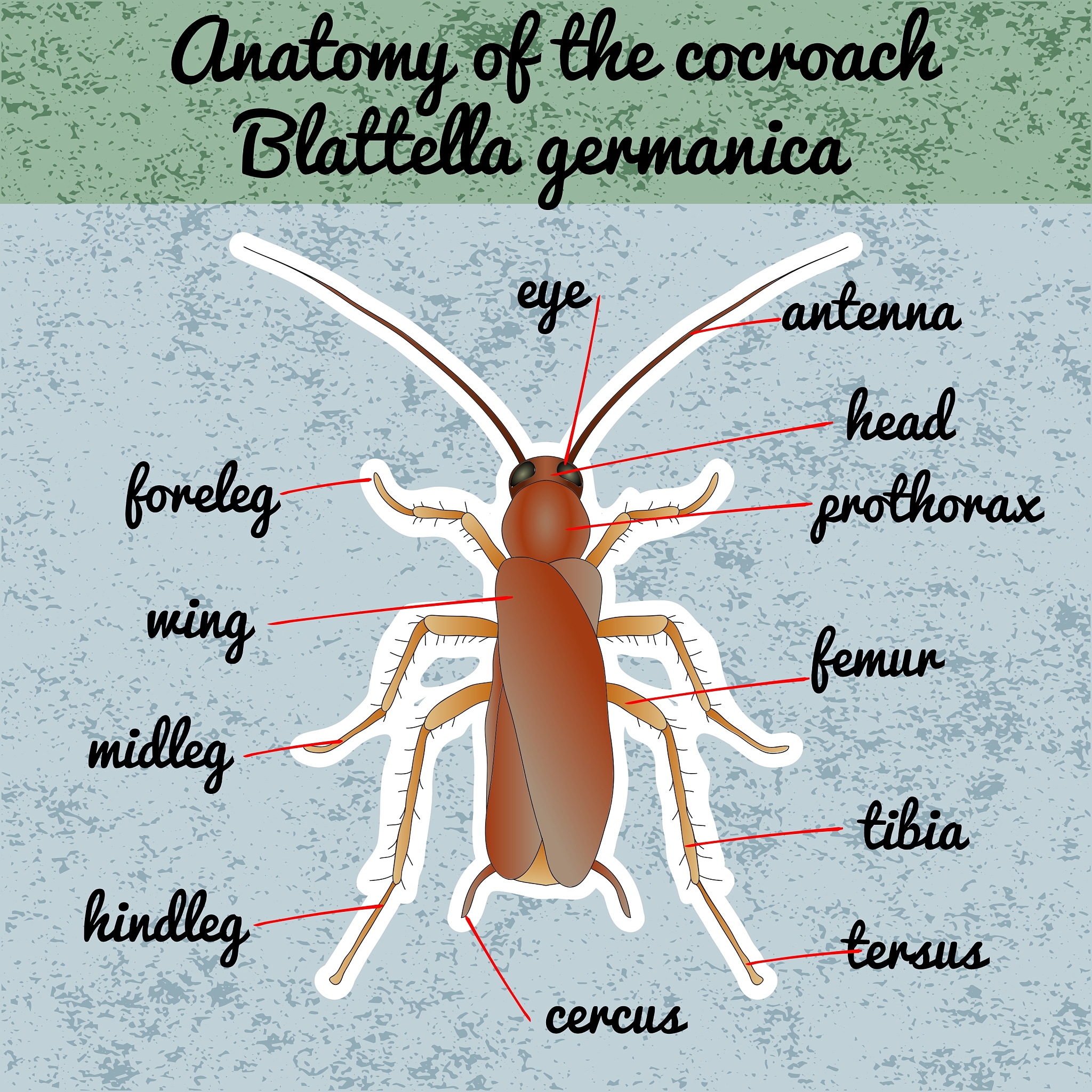 FLORIDA ENTOMOLOGIST 期刊：昆虫学研究范围涵盖分类、生态、行为、生理等