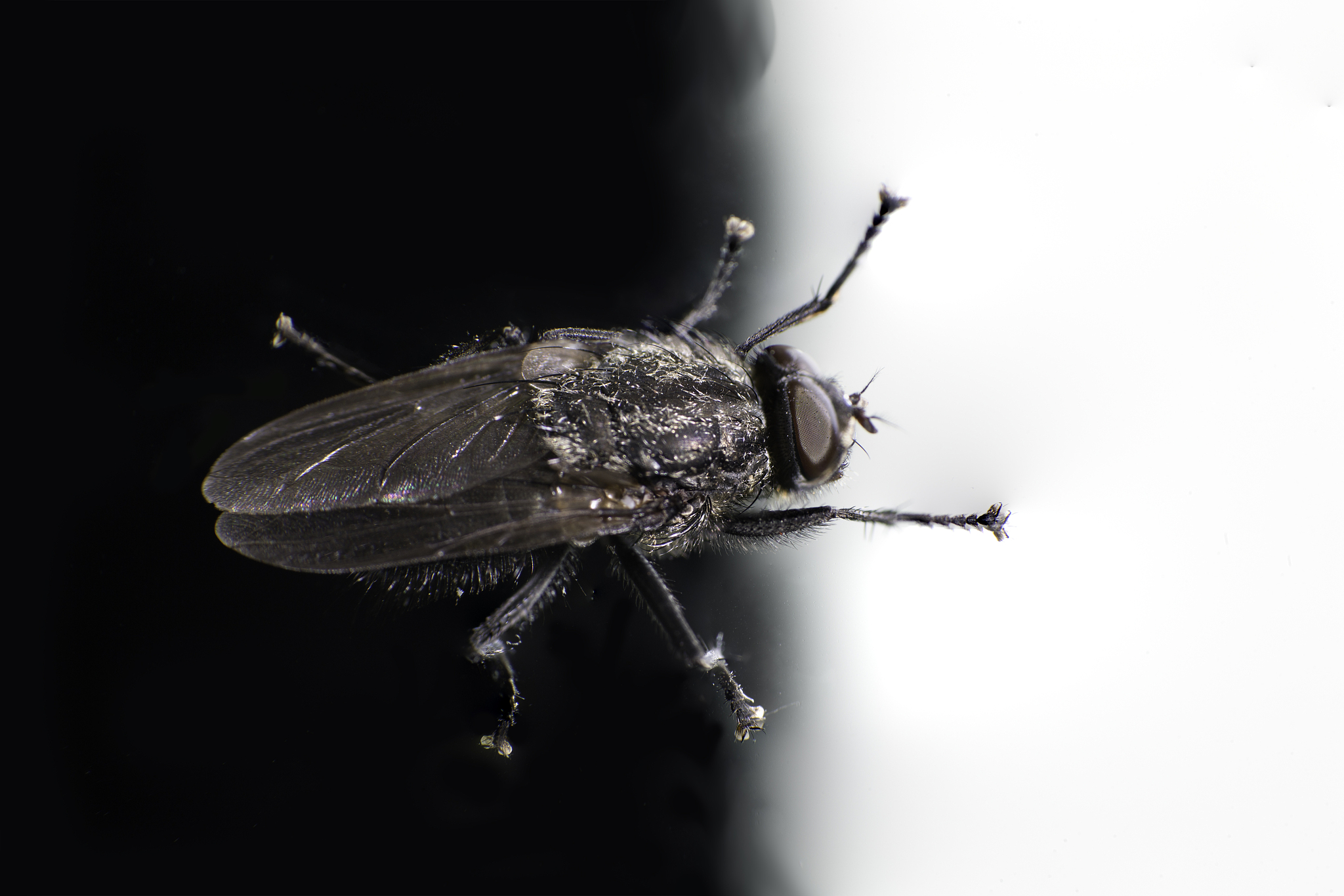 家里灯罩里有好多黑色的虫子，