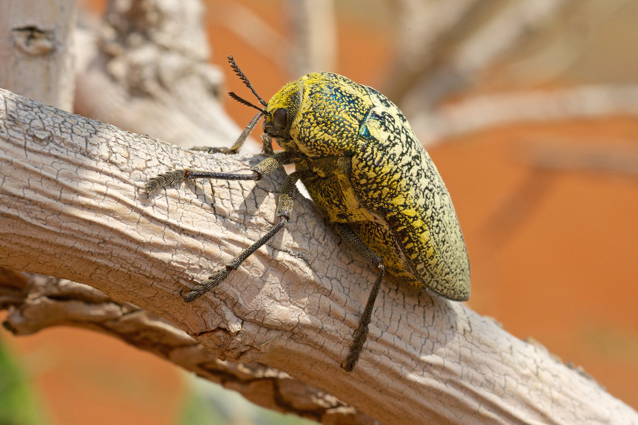 sulphurous jewel beetle