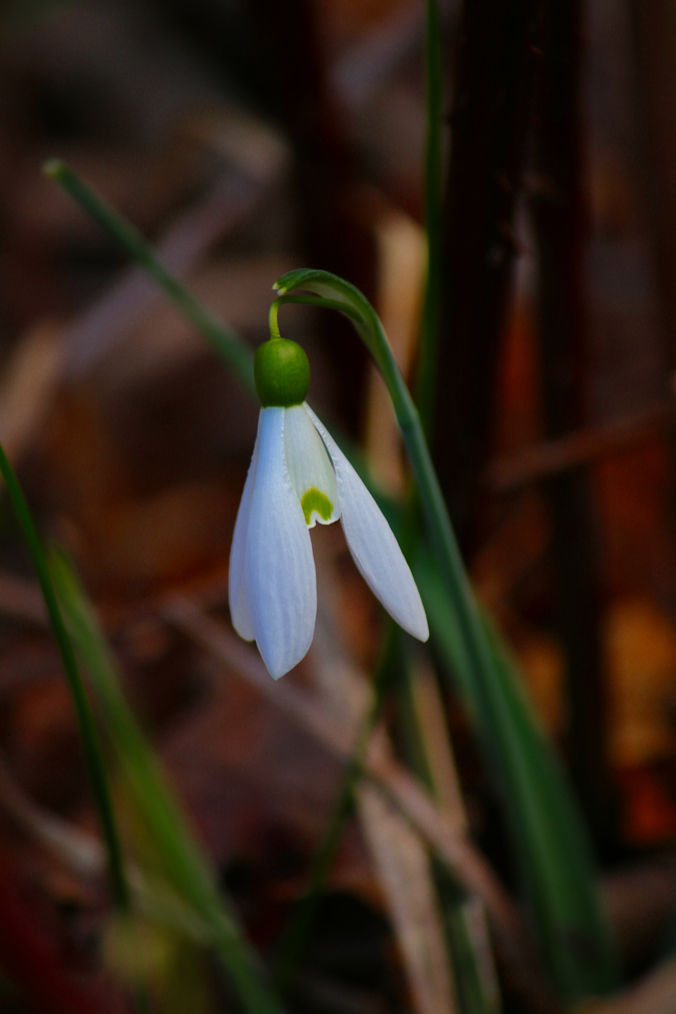 snowdrop - galanthus nivalis