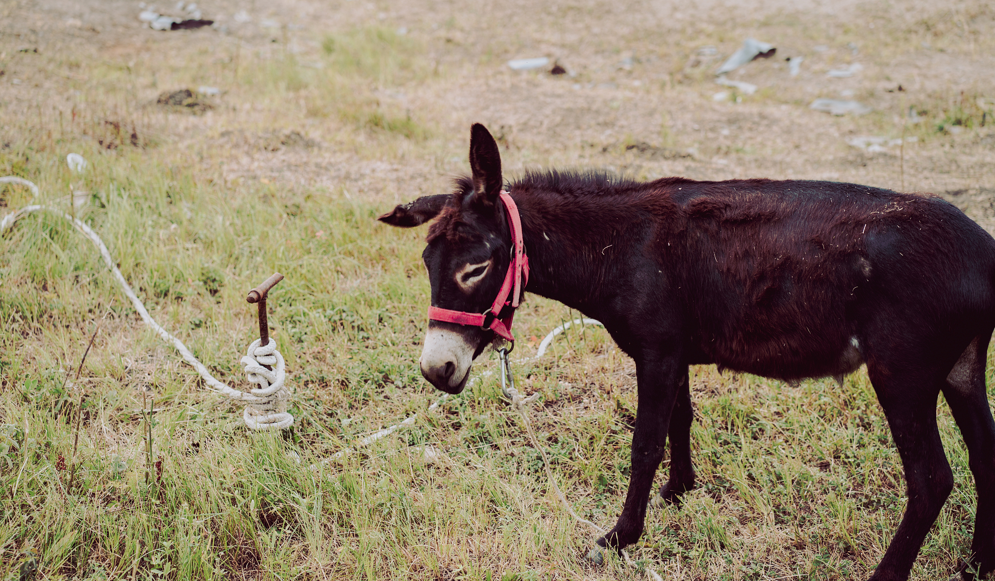 close up of donkey grazing in meadow. tethered animal walking in
