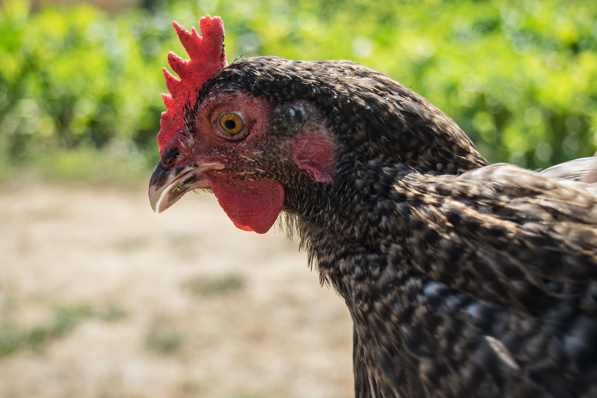 chicken close up