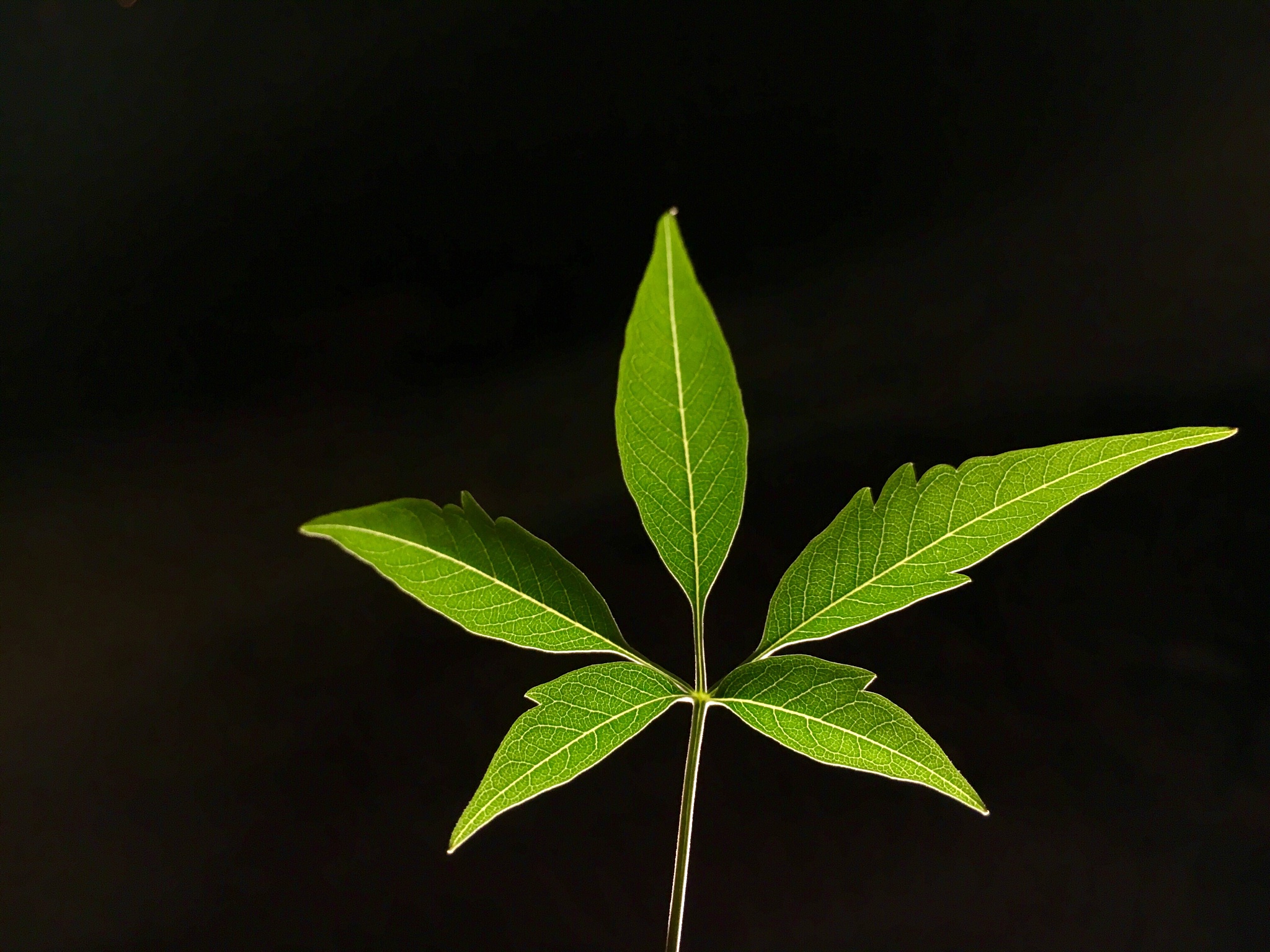 close-up of plant against black background