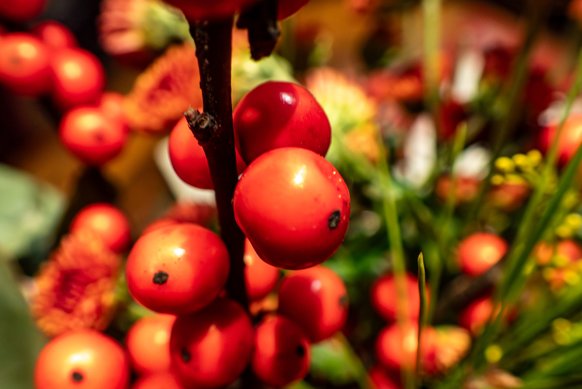 欧洲冬青 (ilex aquifolium) 作为花束的装饰