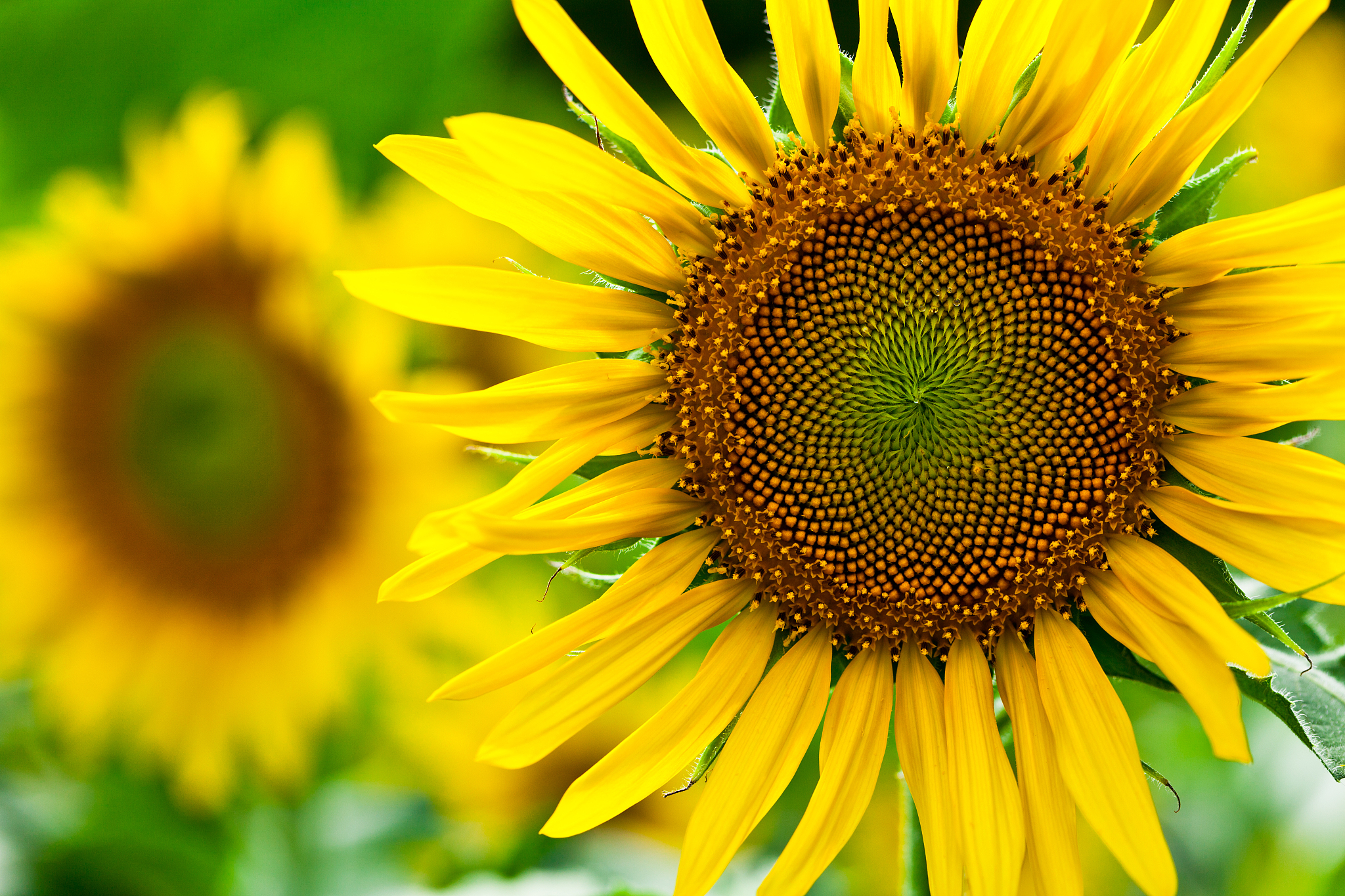 sunflowers at the field