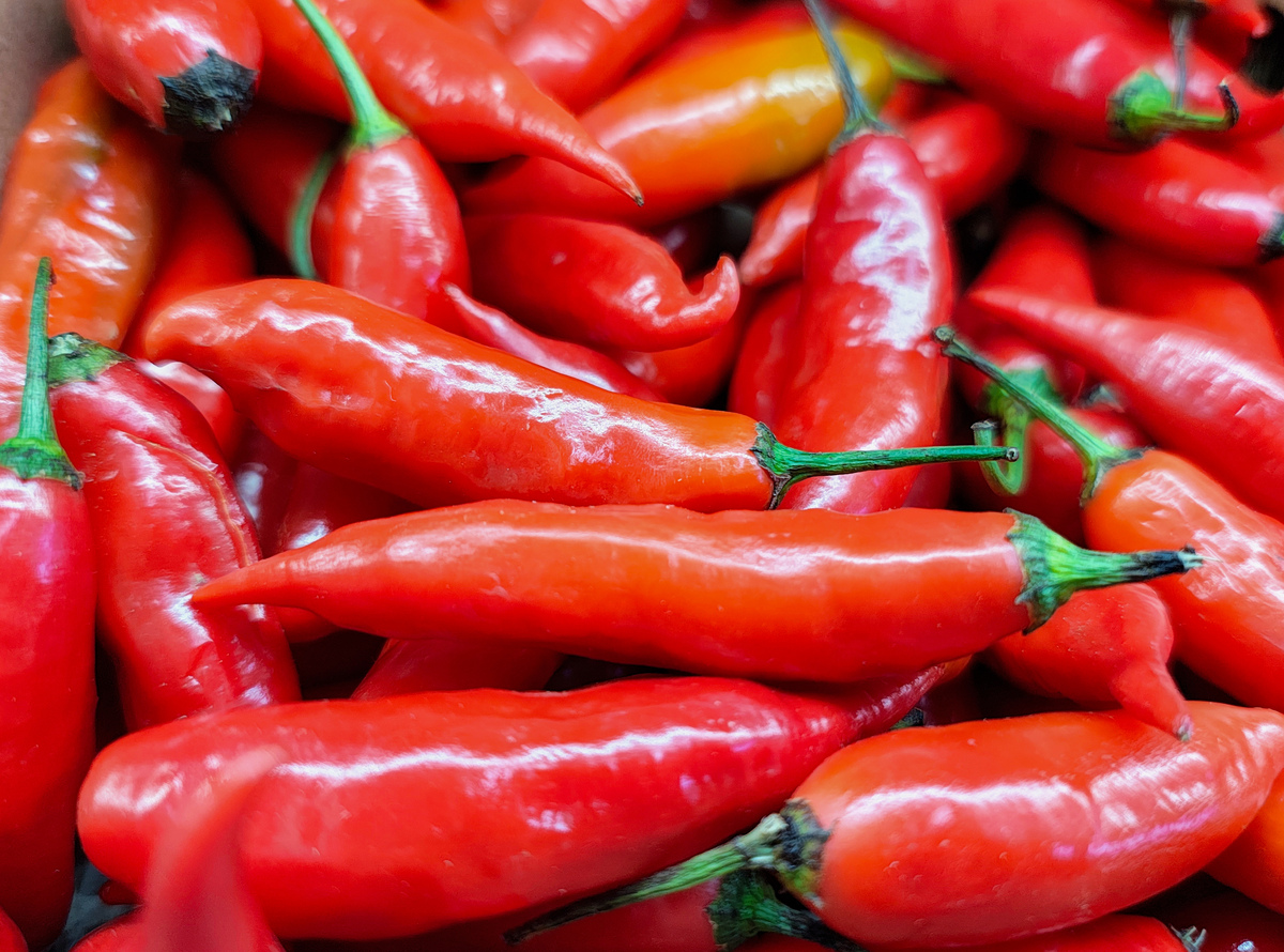 黔品农业辣椒品种大全：青头党山椒、长白山椒、朝天椒、红油椒等