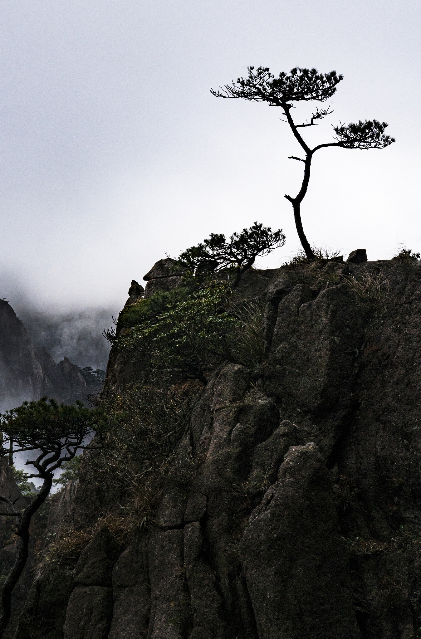 峭壁双松：爱与隔阂的永恒守望