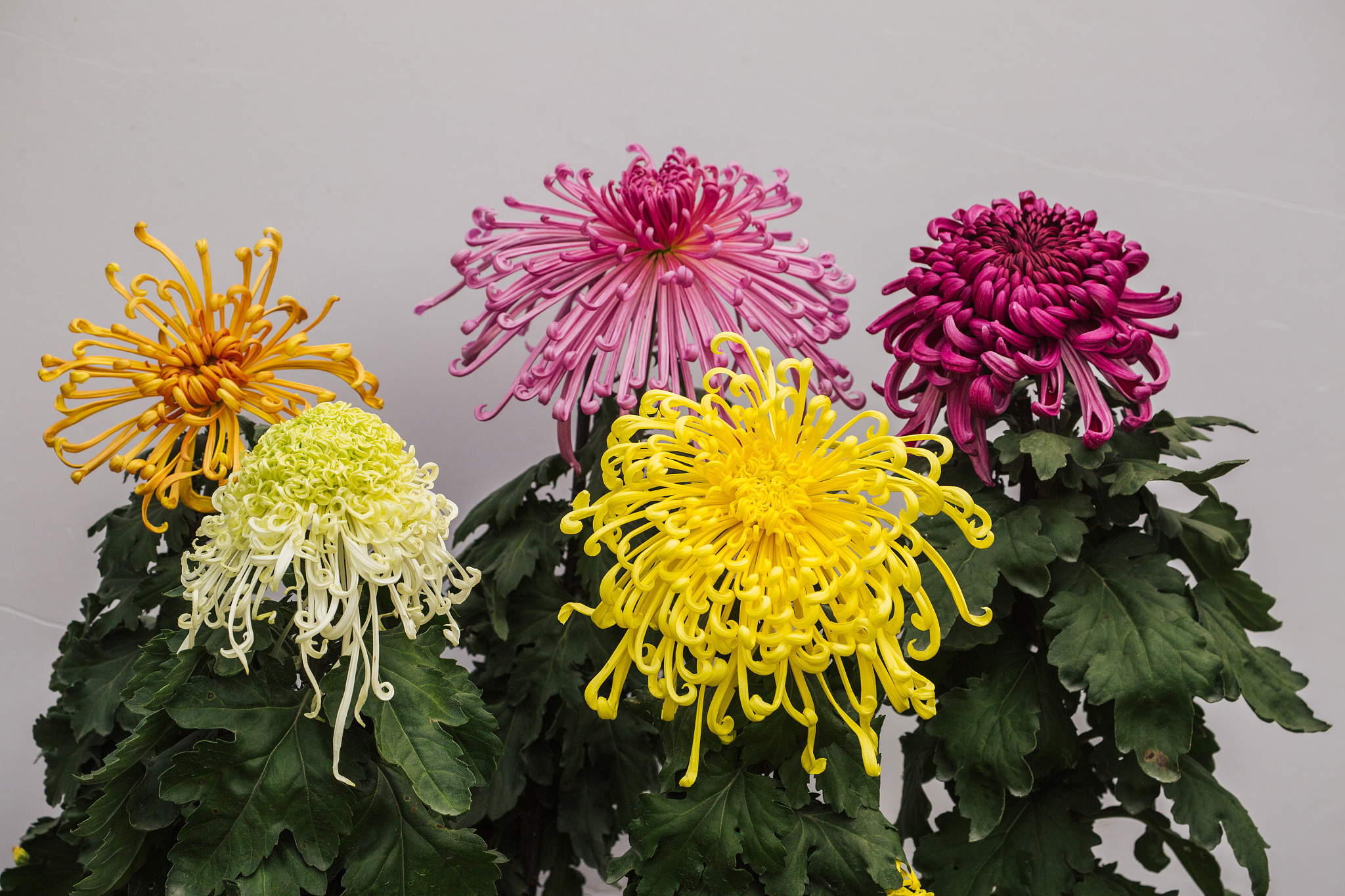 菊花的美学价值与功能作用：从艺术到健康