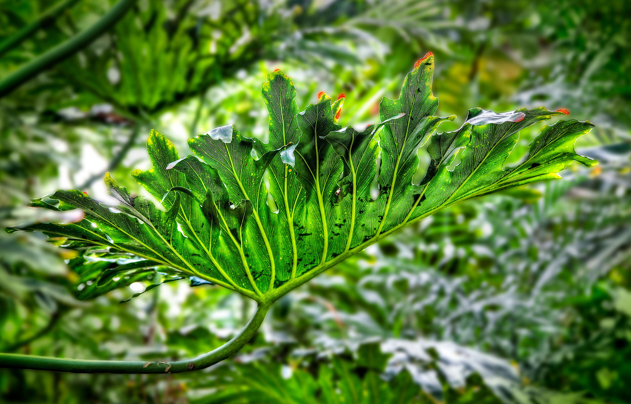 exotic plants