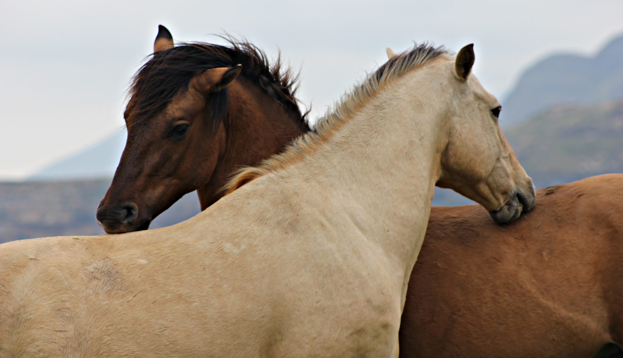 horses in love