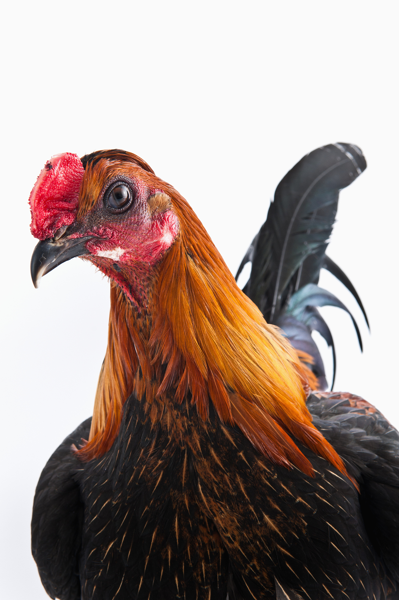 modern game bantam chicken