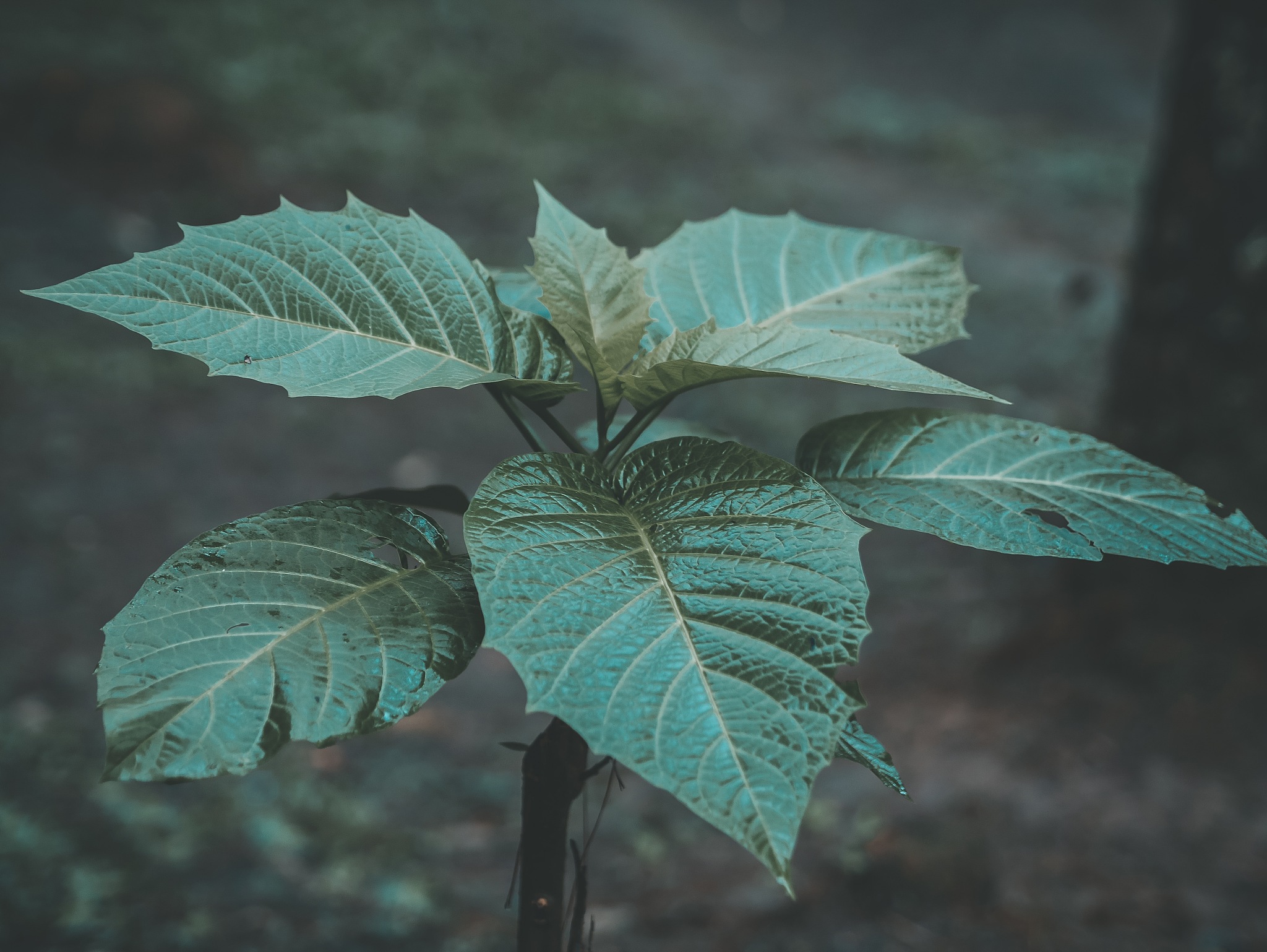 close-up of leaves