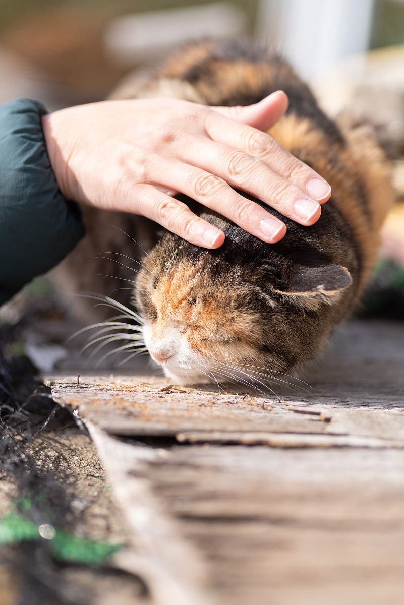 猫咪有跳蚤怎么办？5个有效方法帮你解决！