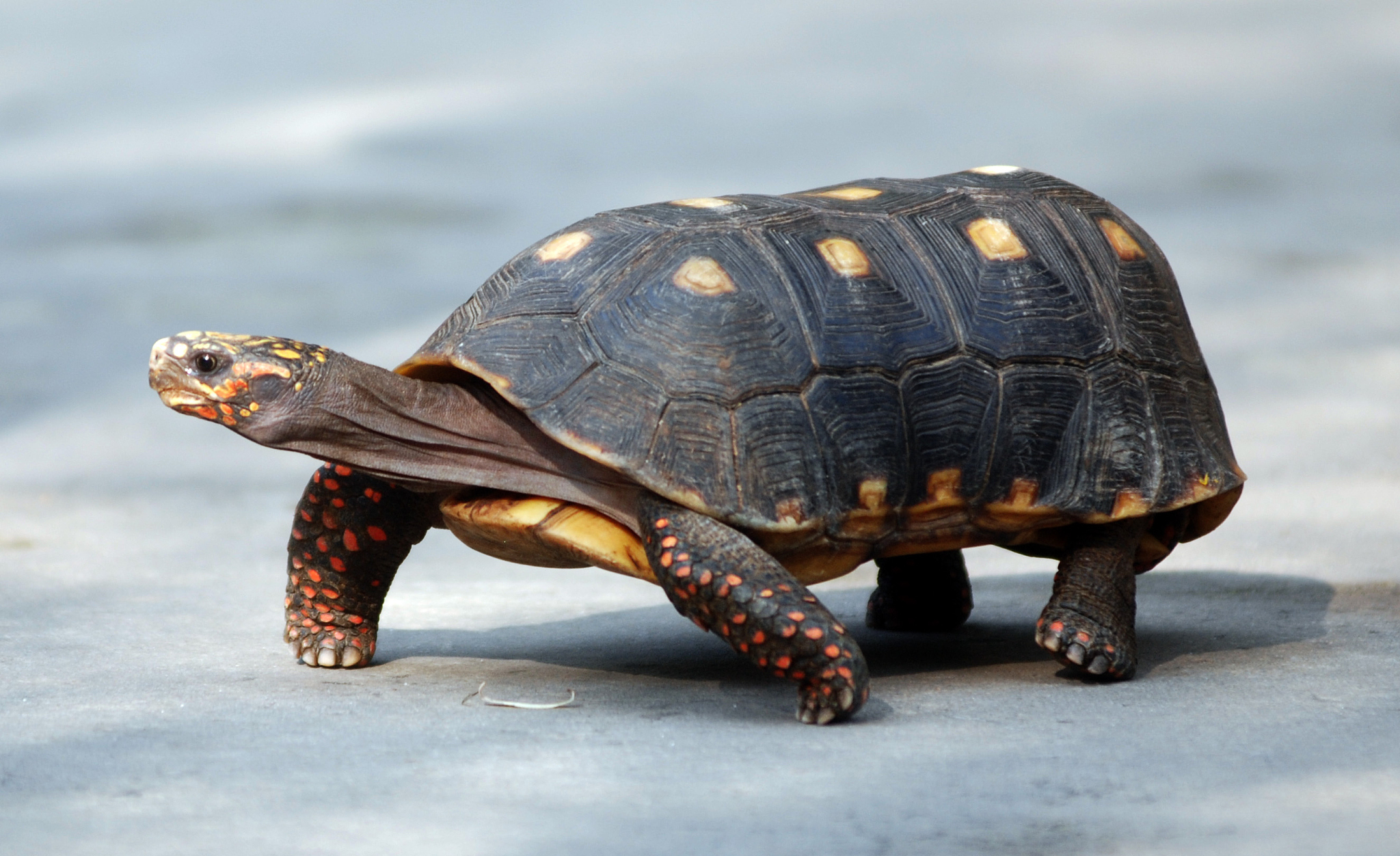 turtle