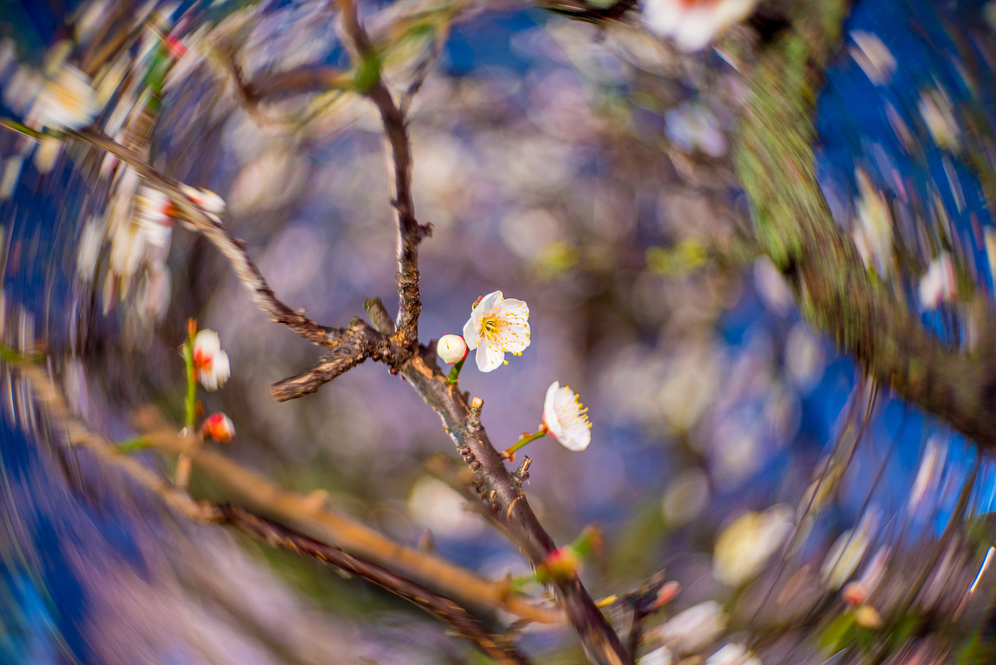 写一篇关于梅花的中国诗的探讨的高级英文作文