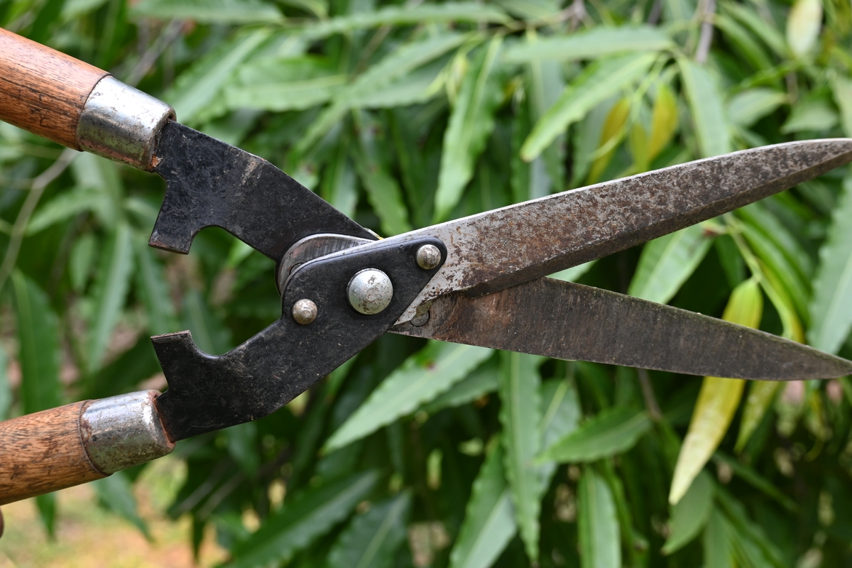 手动高枝剪使用方法：如何修剪？