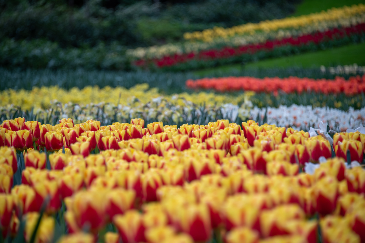 汤湖公园春日美景：樱花烂漫，郁金香盛放