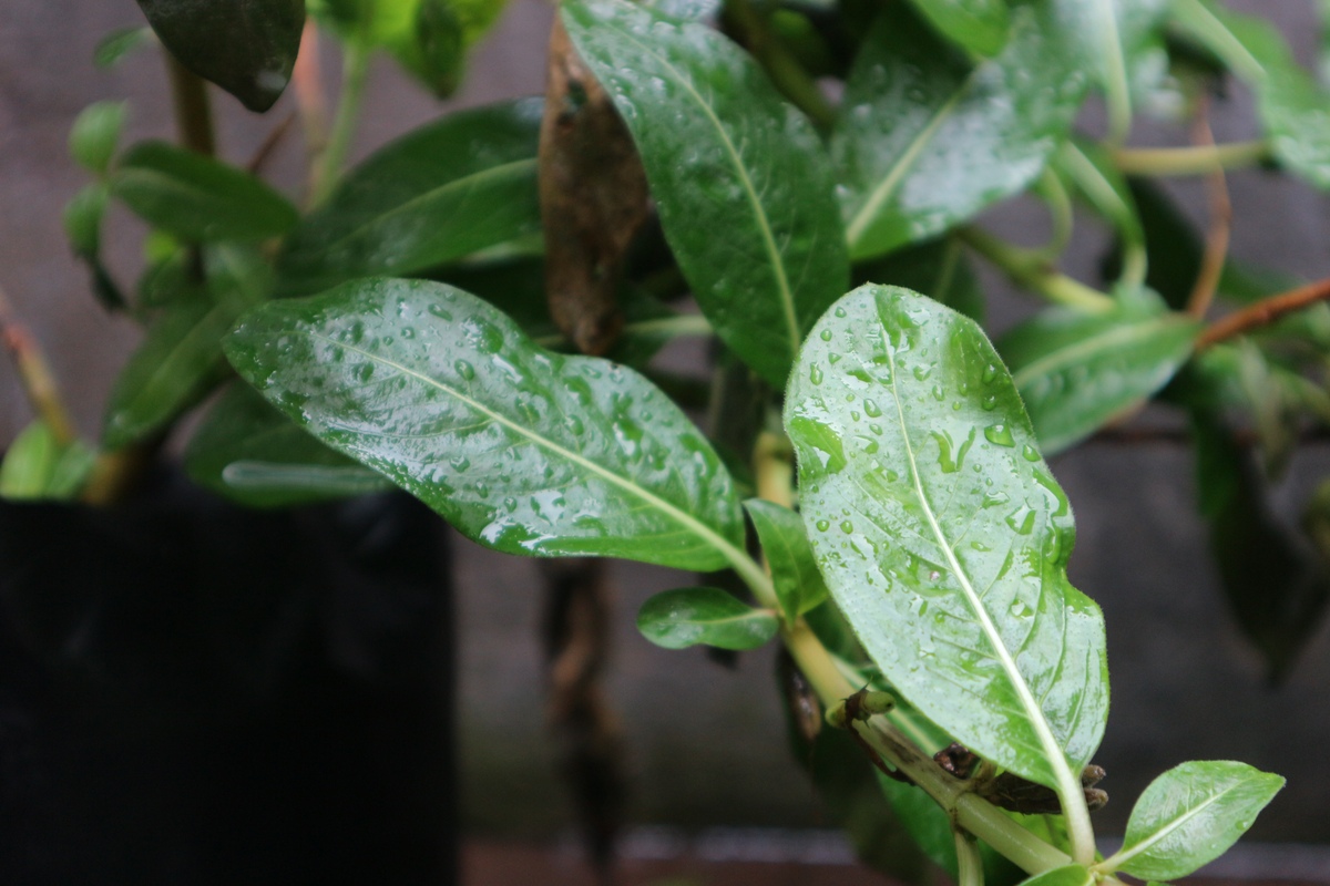 风铃草叶子发黄怎么办？快速解决方法！