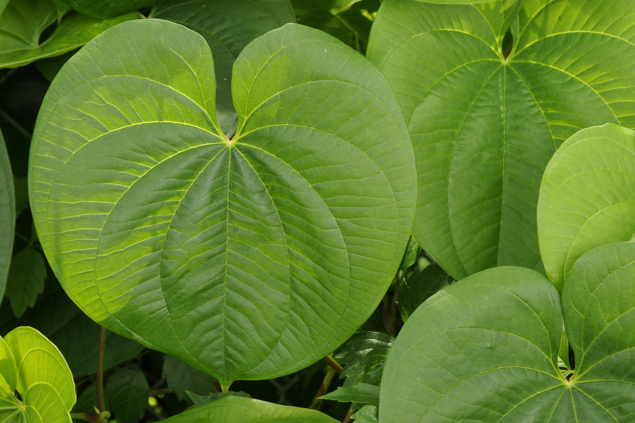 air potato vine leaves