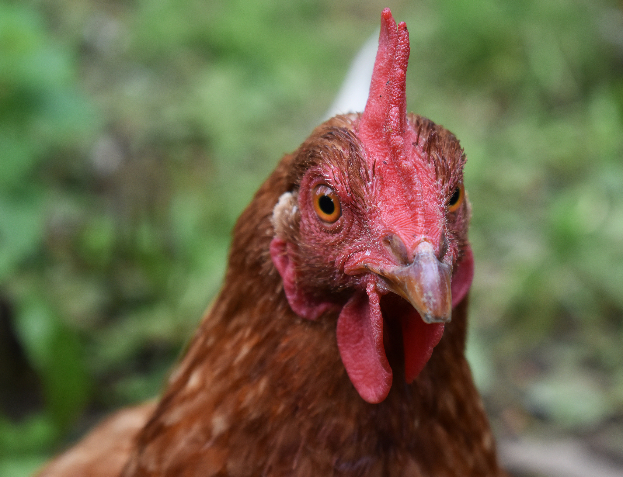 chicken