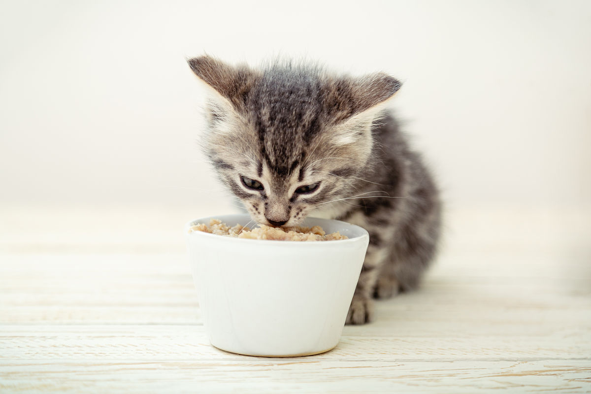 使用宠物博主的口吻写篇300字关于：猫咪的饮食偏好：如何为你的猫咪提供最健康的饮食？