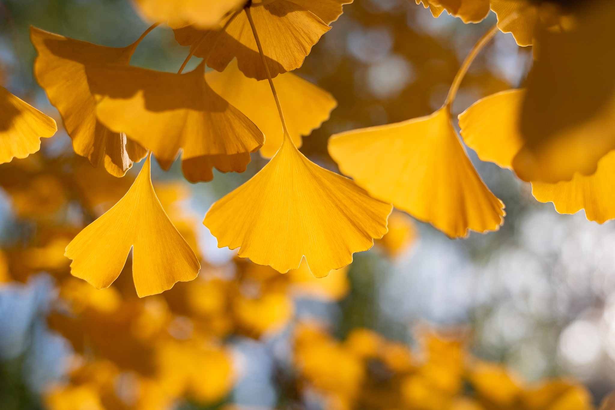 用以下内容帮我写一个新闻稿文案一、年年康银杏叶精有哪些效果二、年年康银杏叶精是真是假三、年年康银杏叶精服用方法
